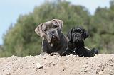 CANE CORSO 459